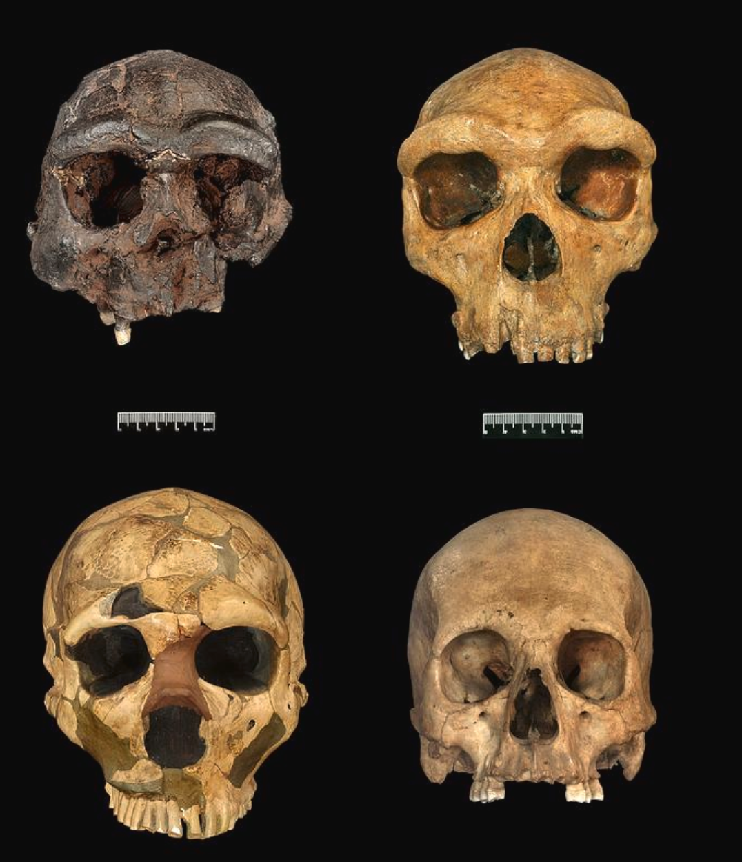 Episode 233 - Human Evolution 101 (Part 1) 